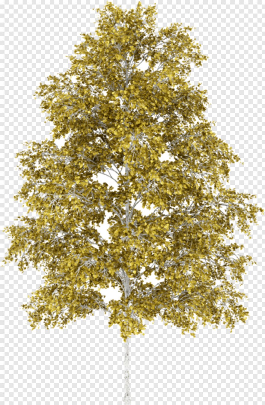 Береза на белом фоне