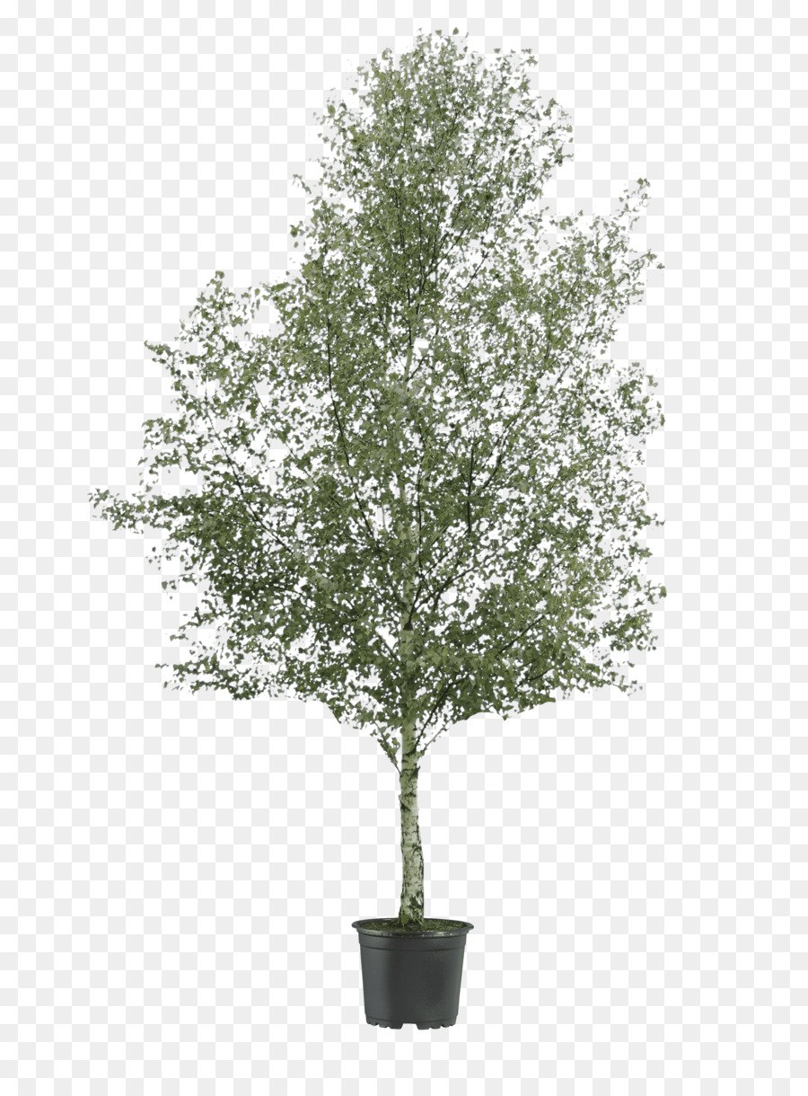 Дерево Silver Birch