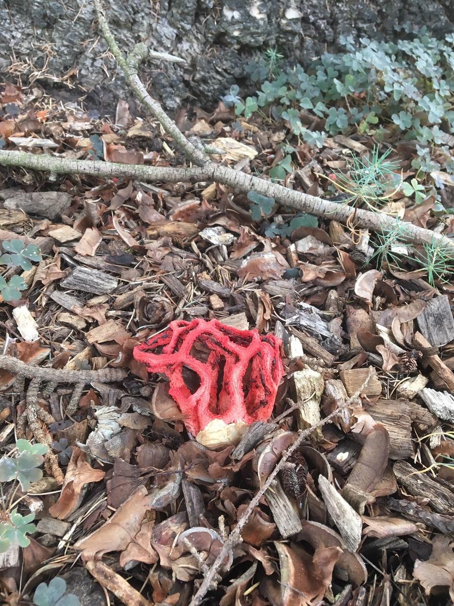 Ведьмин гриб красный