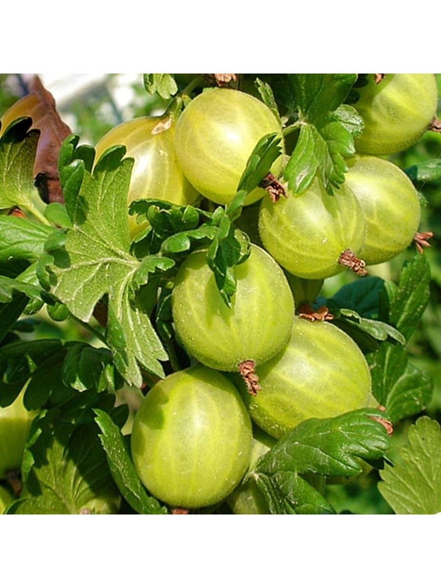 Крыжовник берилл