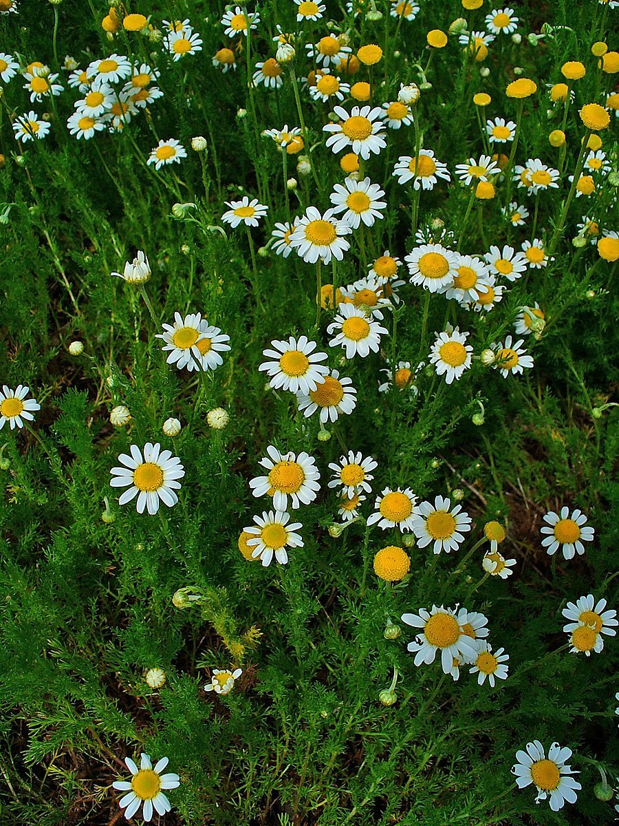 Аптекарская Ромашка