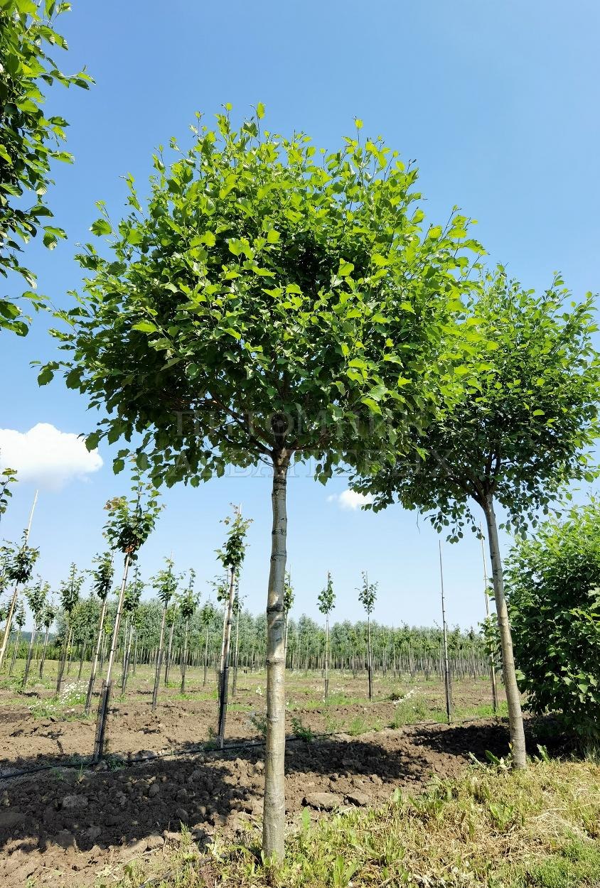 Ольха саженец