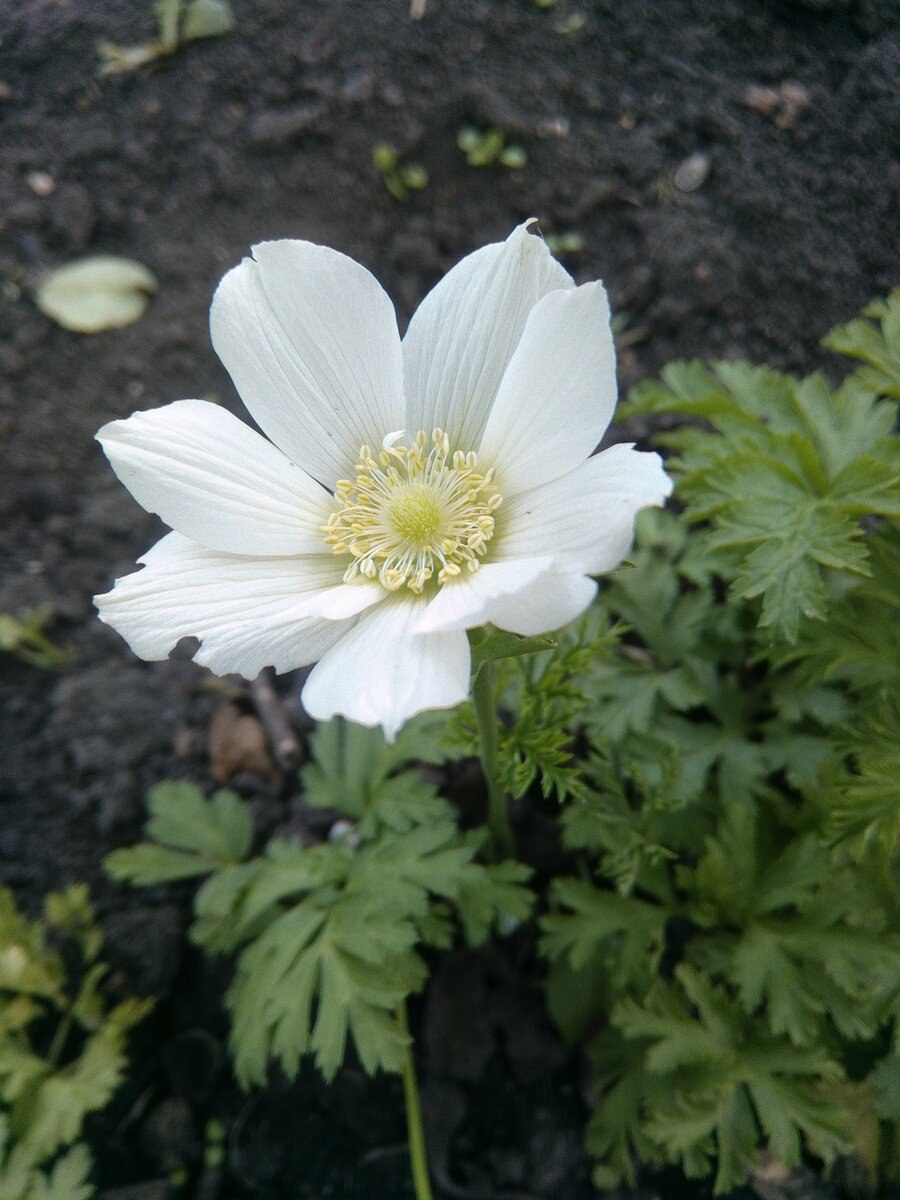 Анемона Дубравная Вестал