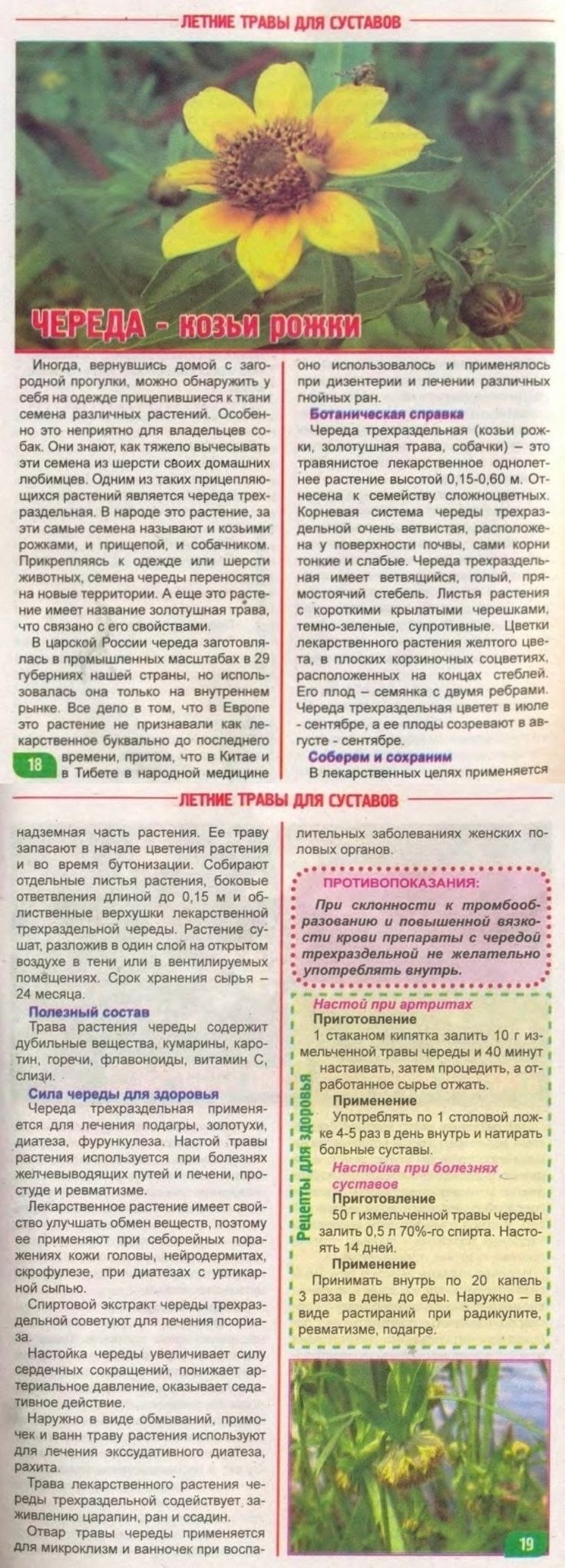 Борщевик ядовитое растение проект