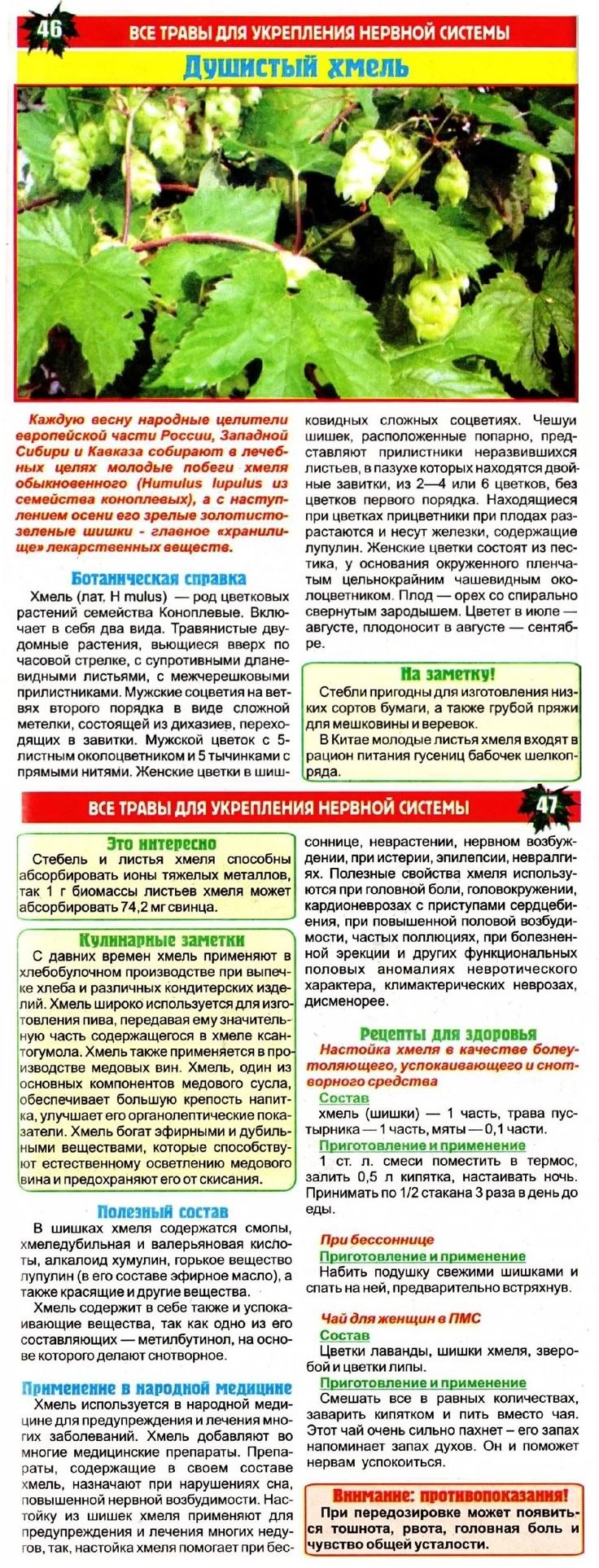 Хоста растение ядовитое или нет