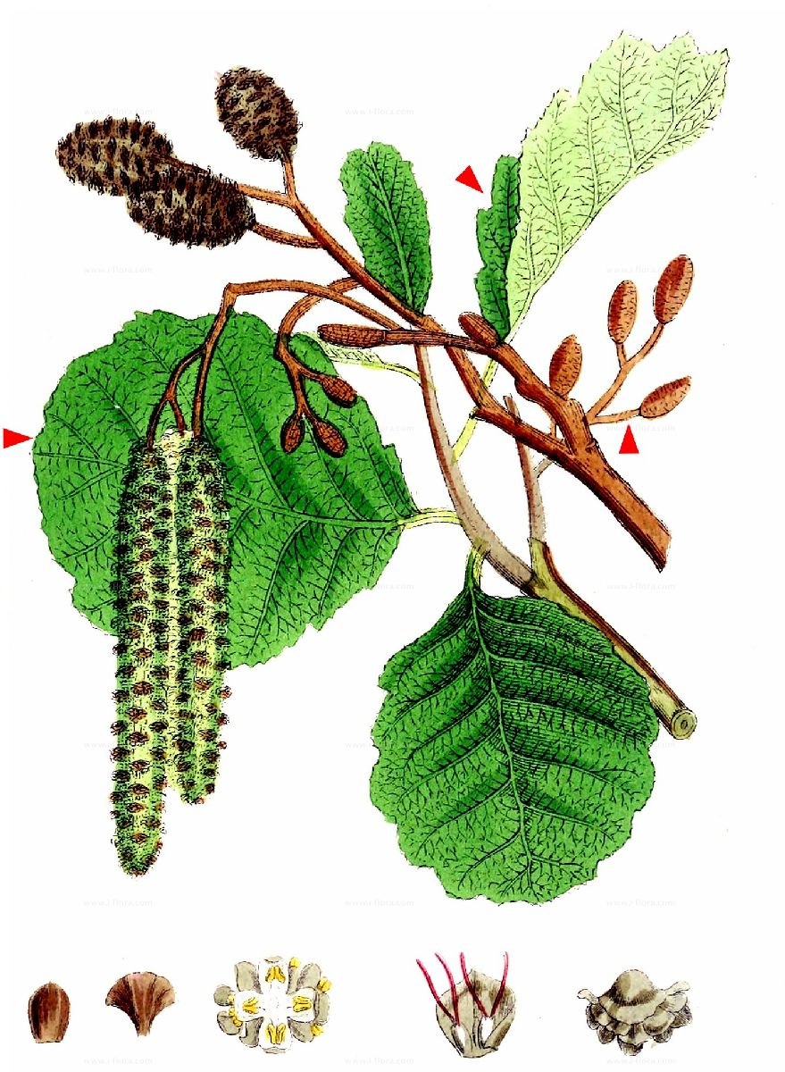 Ольха клейкая — Alnus glutinosa (l.) Gaertn.