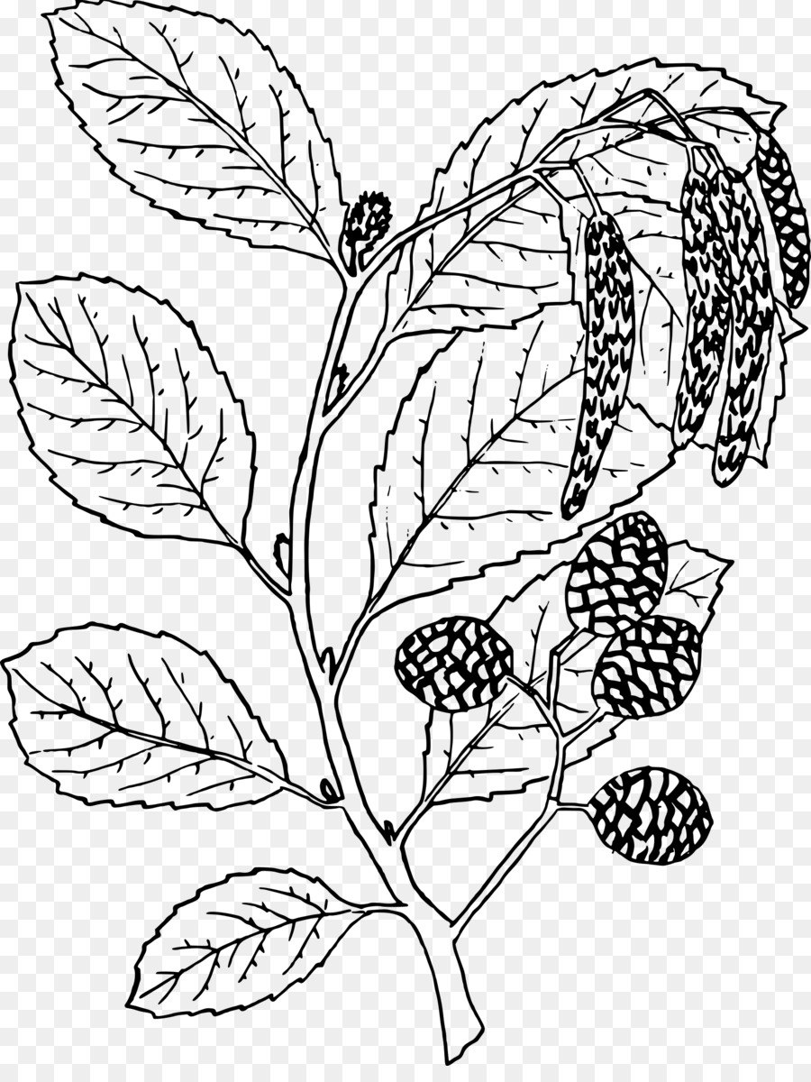 Ольха черная (Alnus glutinosa)