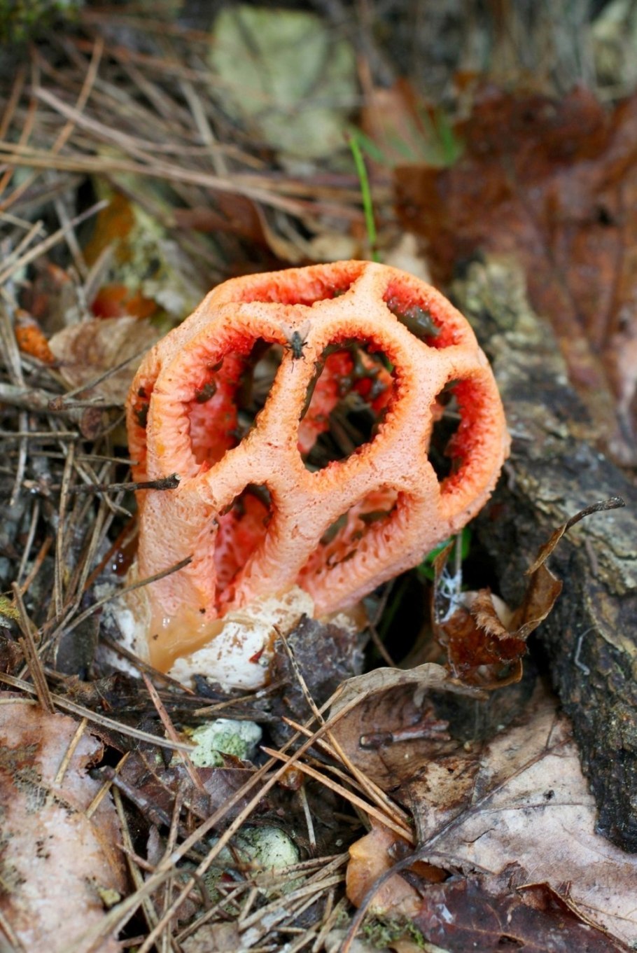 Цветохвостник Арчера (Clathrus archeri)