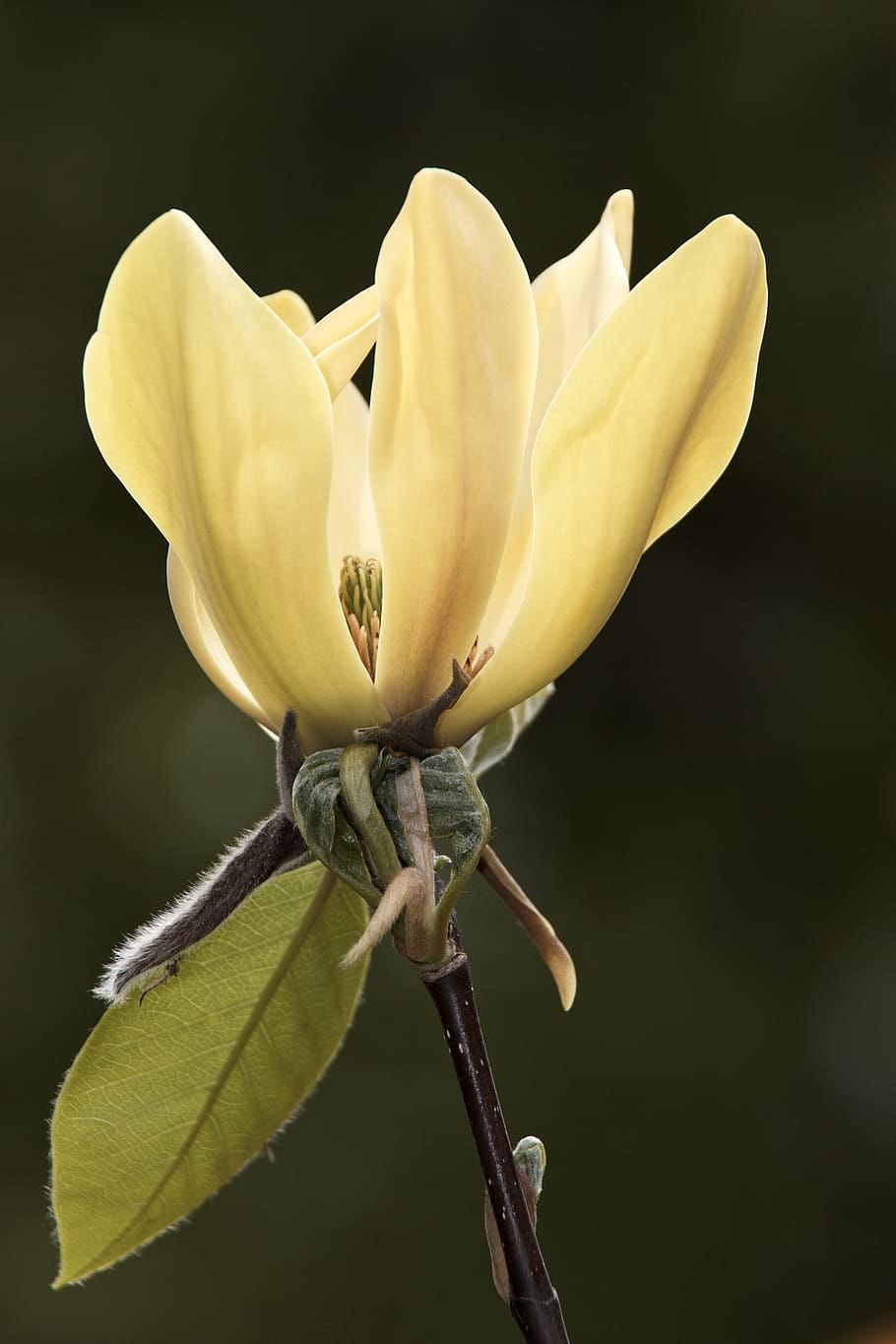 Китайская Магнолия