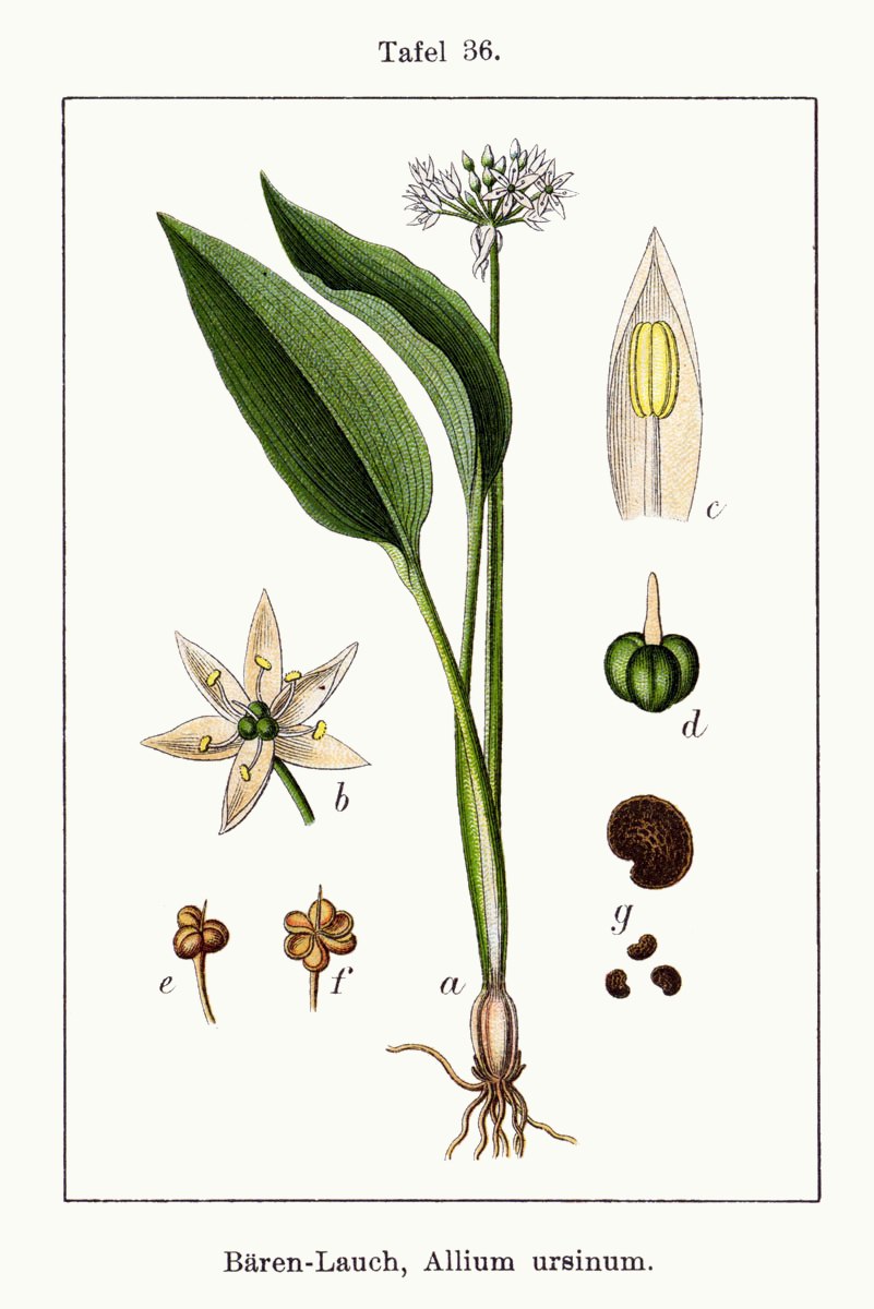 Allium ursinum - лук Медвежий, черемша. Гербарий