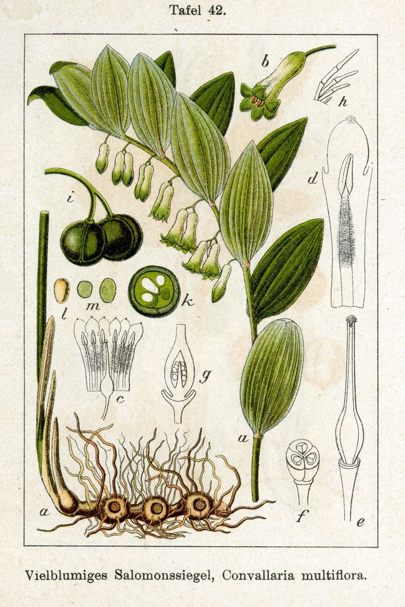 Купена многоцветковая ботаника