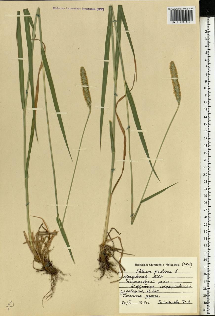 Тимофеевка малая, Phleum bertolonii