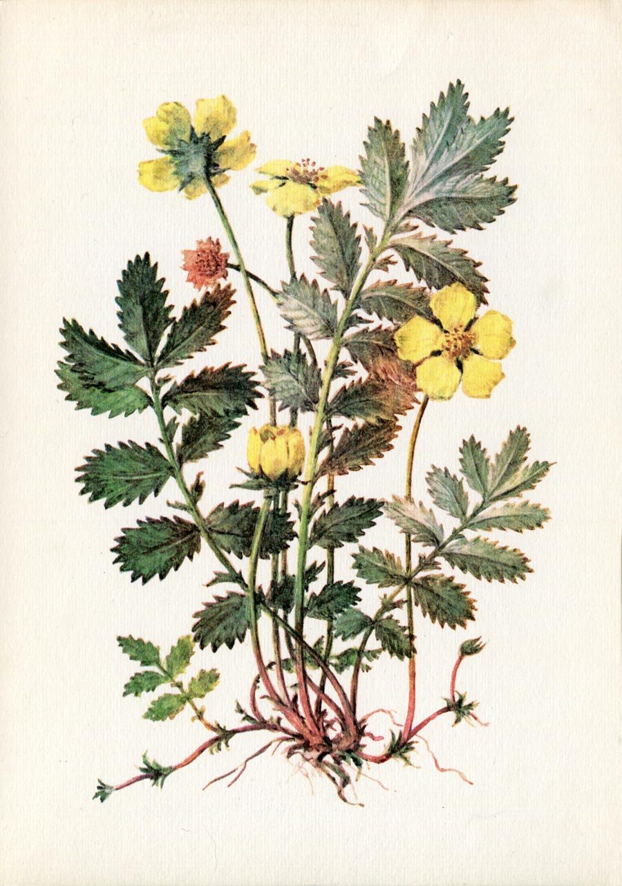 Potentilla adenotricha