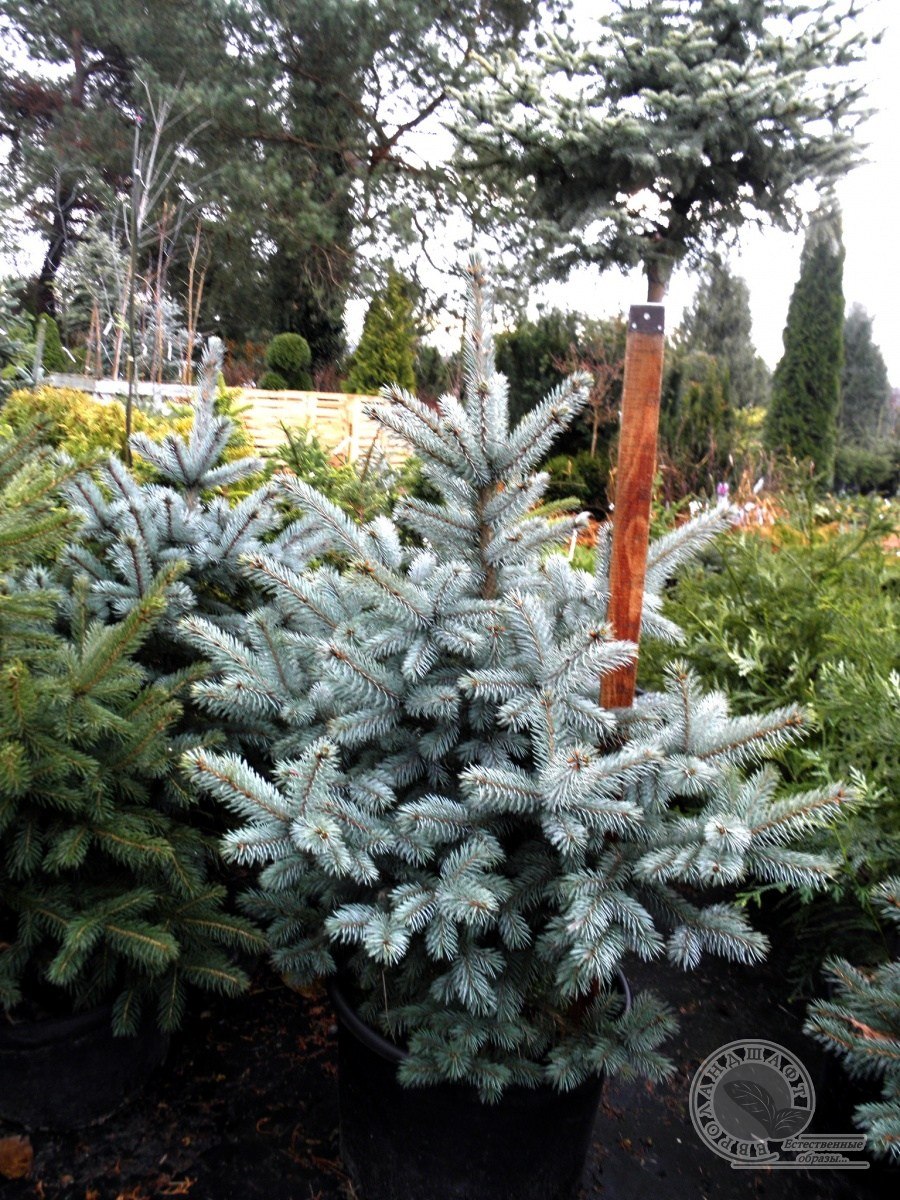 Ель Глаука Сан оф зе Скай