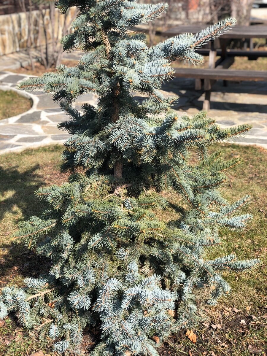 Прирост ель