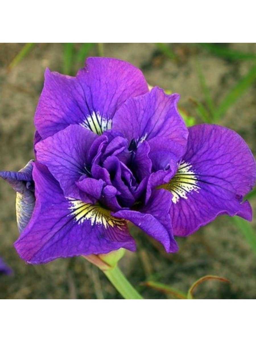 Ирис Сибирский bellissima
