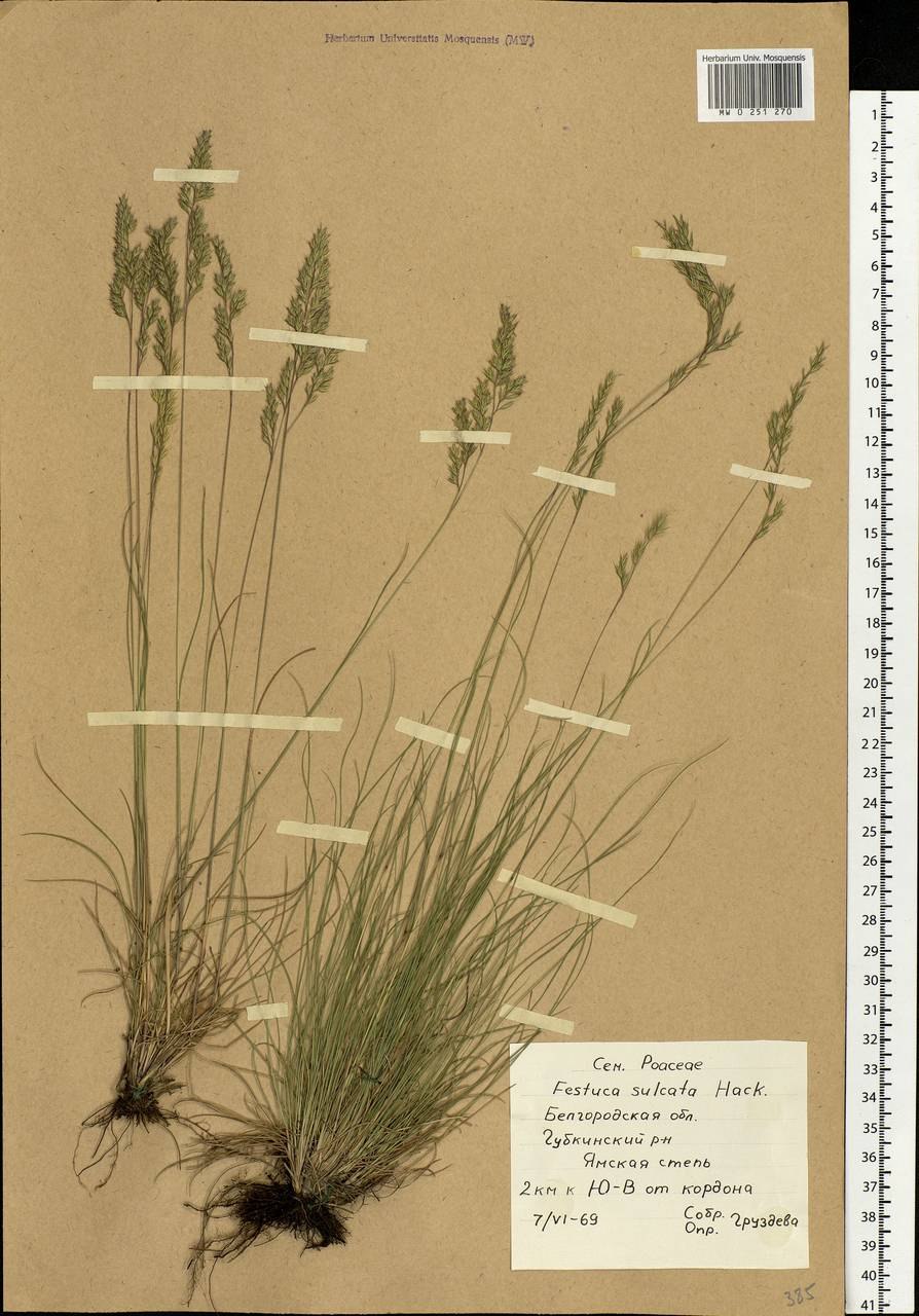 Типчак, овсяница Валлисская Festuca valesiaca Gaudin