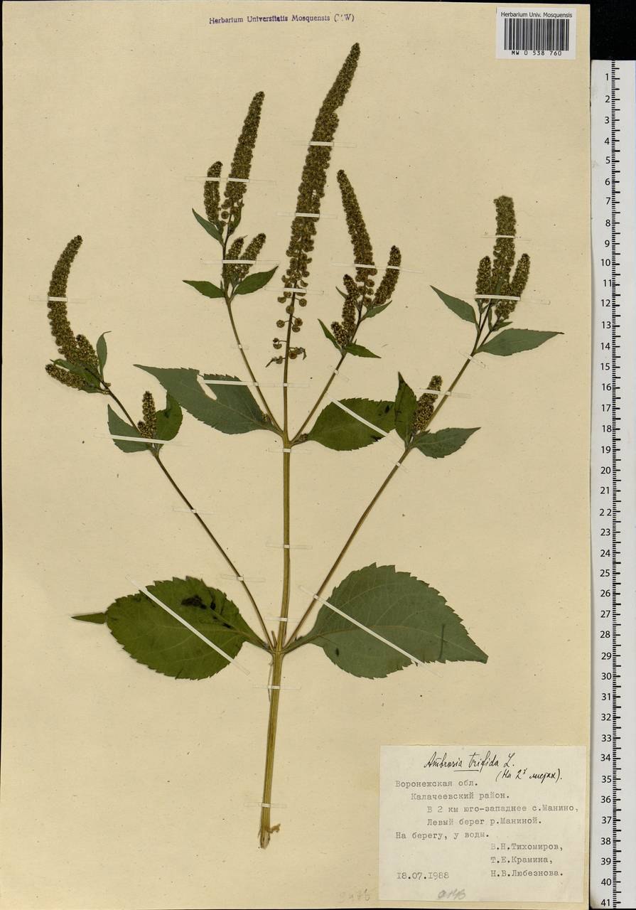 Амброзия смешанная