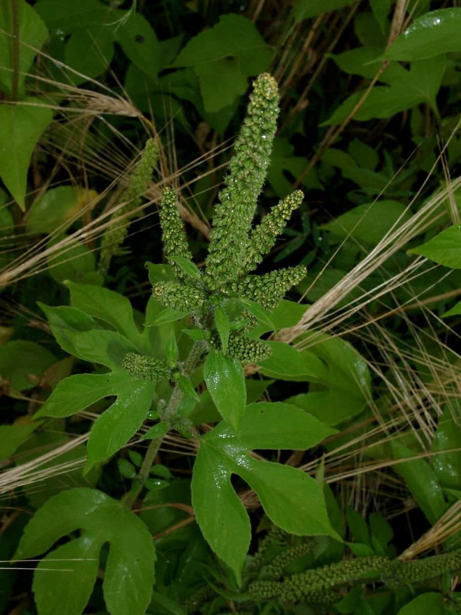 Амбрсия трех раздельноя
