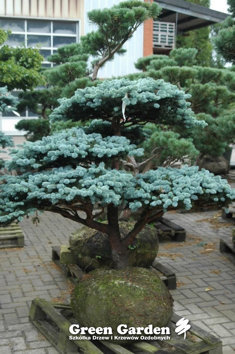 Ель Глаука бонсай