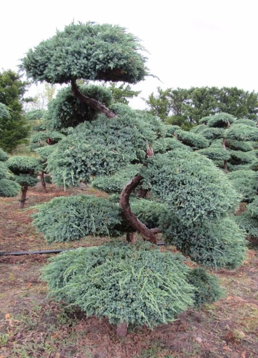 Можжевельник Мейери ниваки