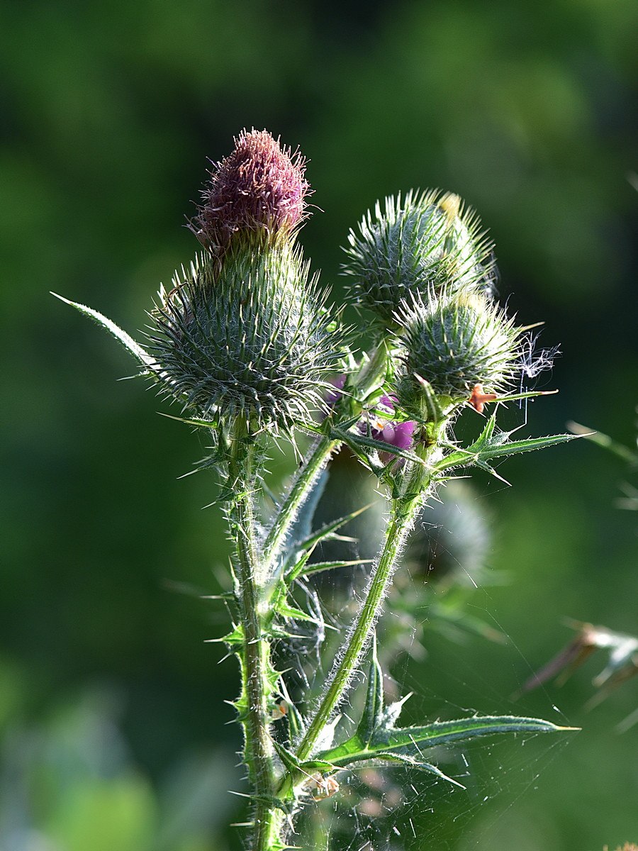 Бодяк обыкновенный (Cirsium vulgare)