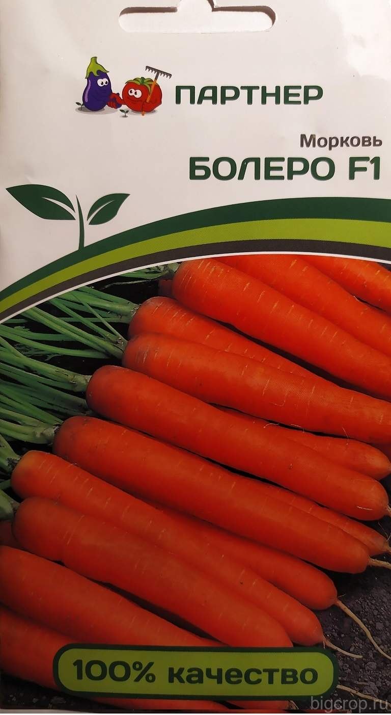 Сорт моркови болеро