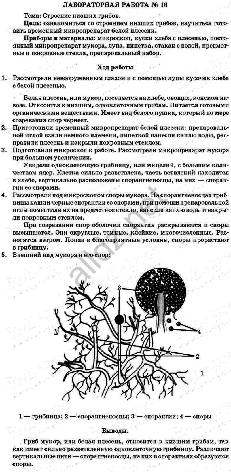 Спороношение аспергилла