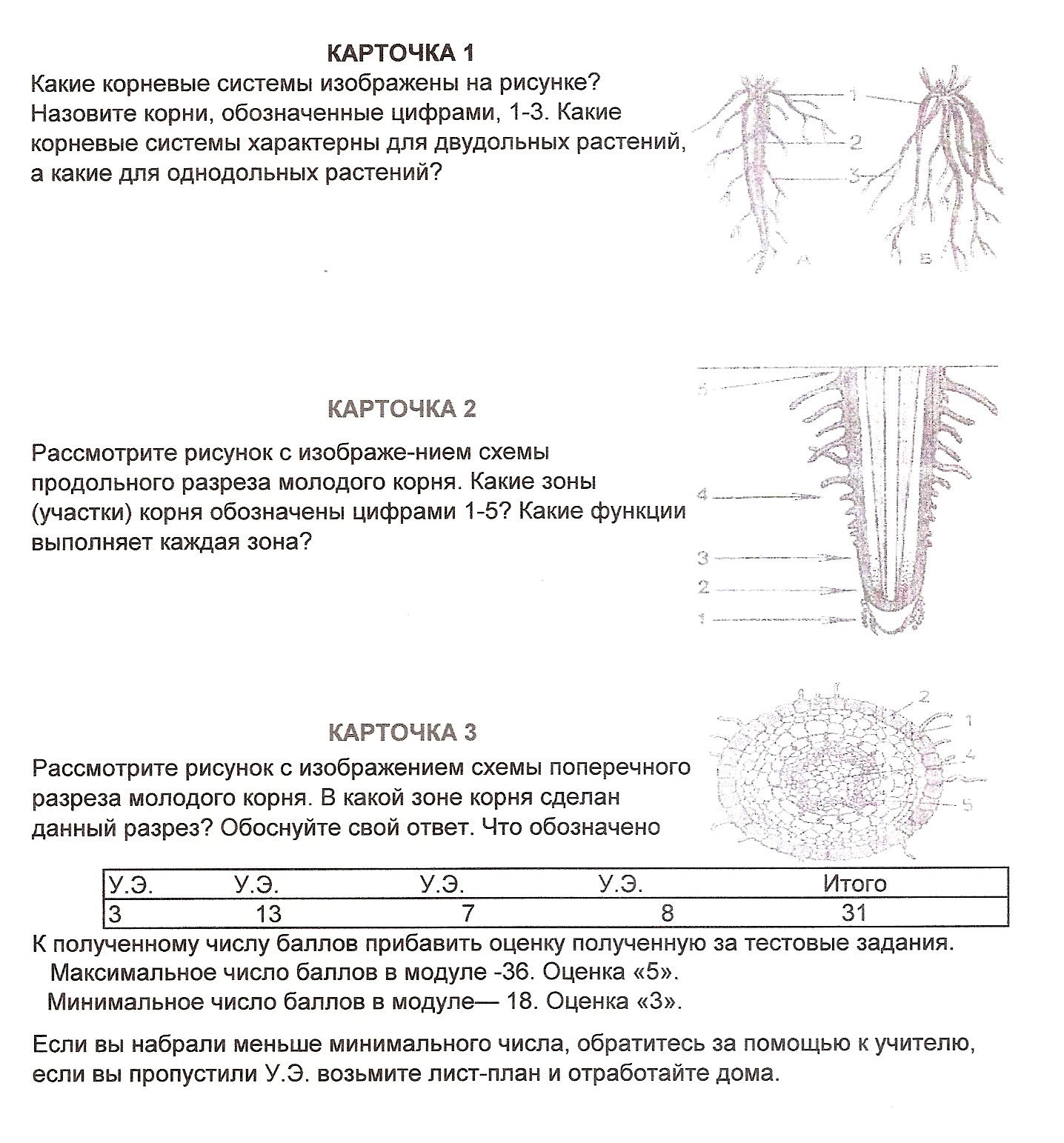 Лабораторная работа строение корня