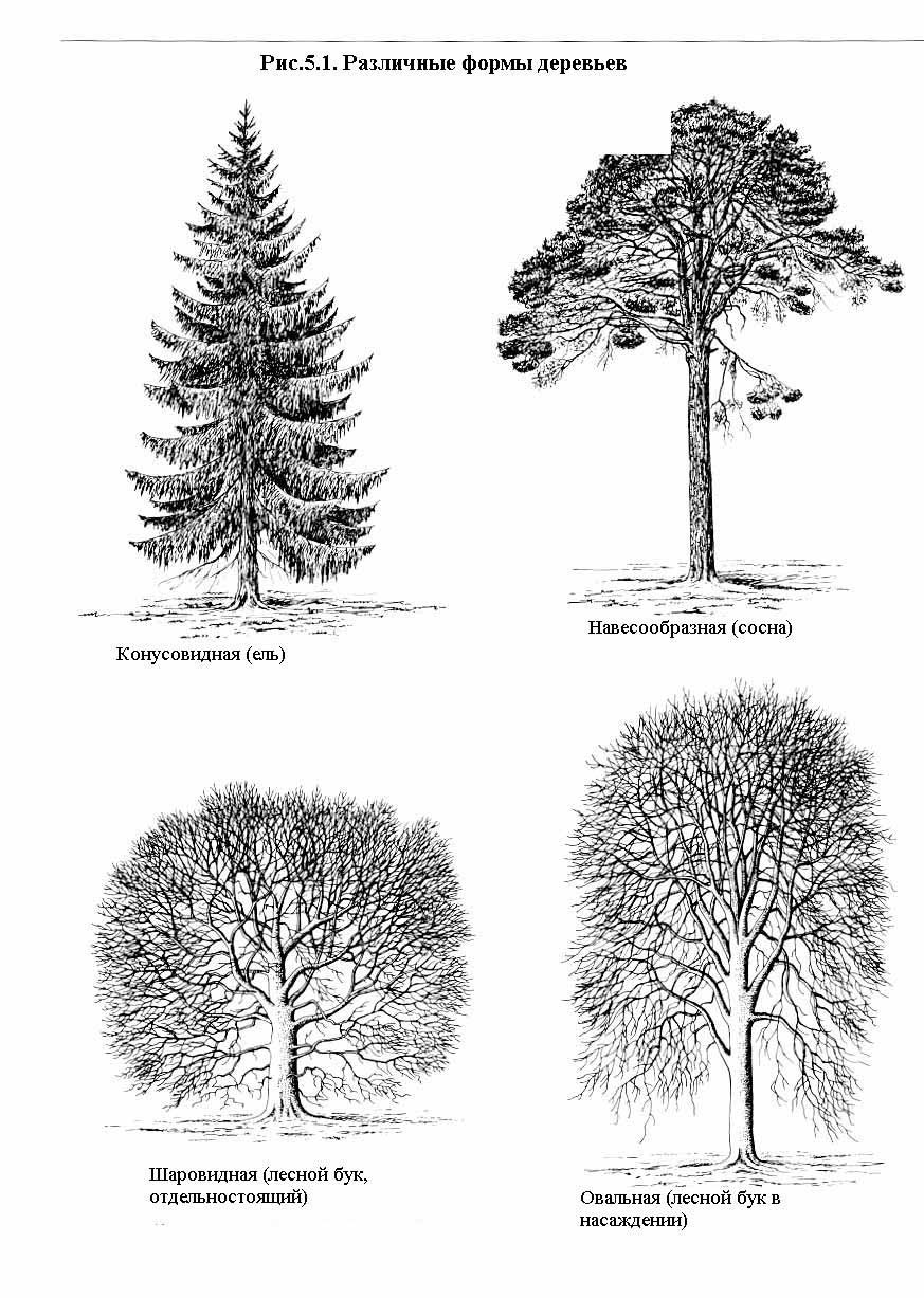 Древесно кустарниковая группа схема