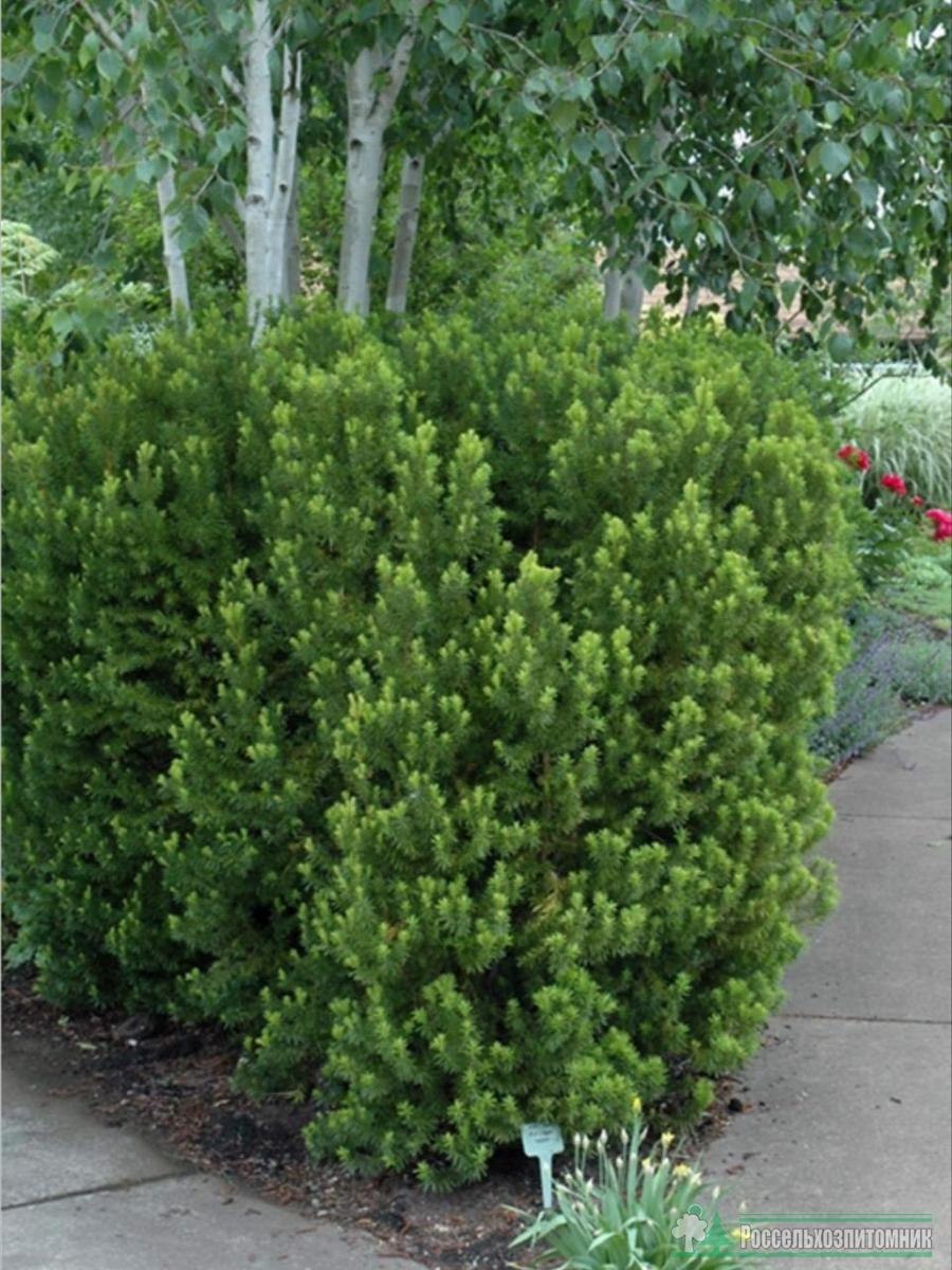 Тис Элегантиссима