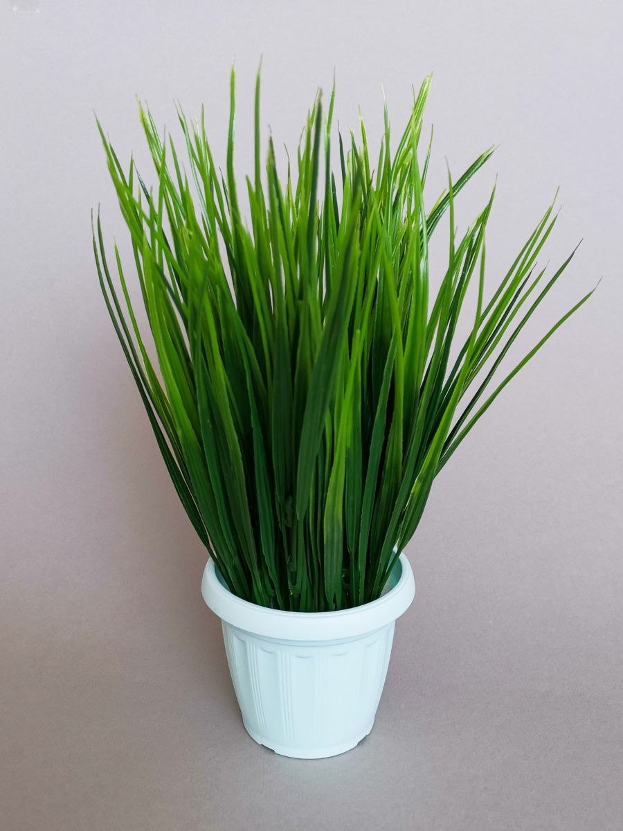 Осока цветок комнатный