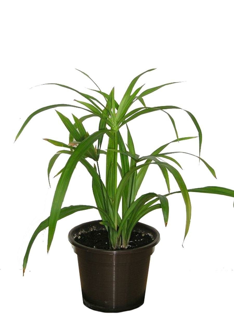 Осока декоративная низкорослая