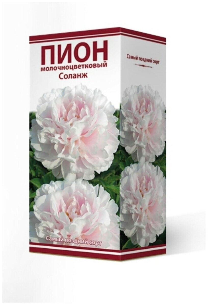 Пион соланж