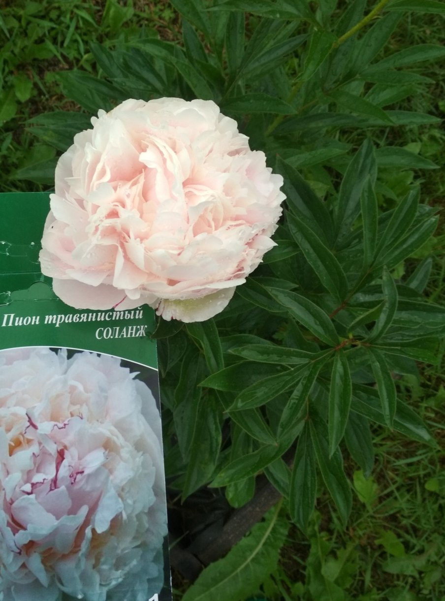 Пион Соланж кремовый