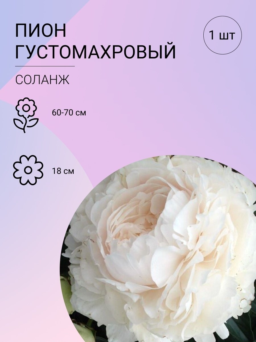 Пион Лотус куин