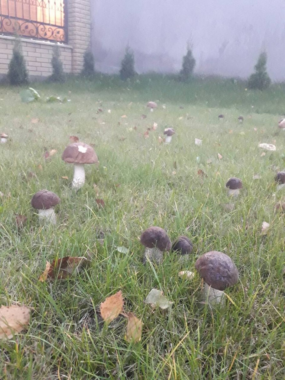 Белый гриб на садовом участке