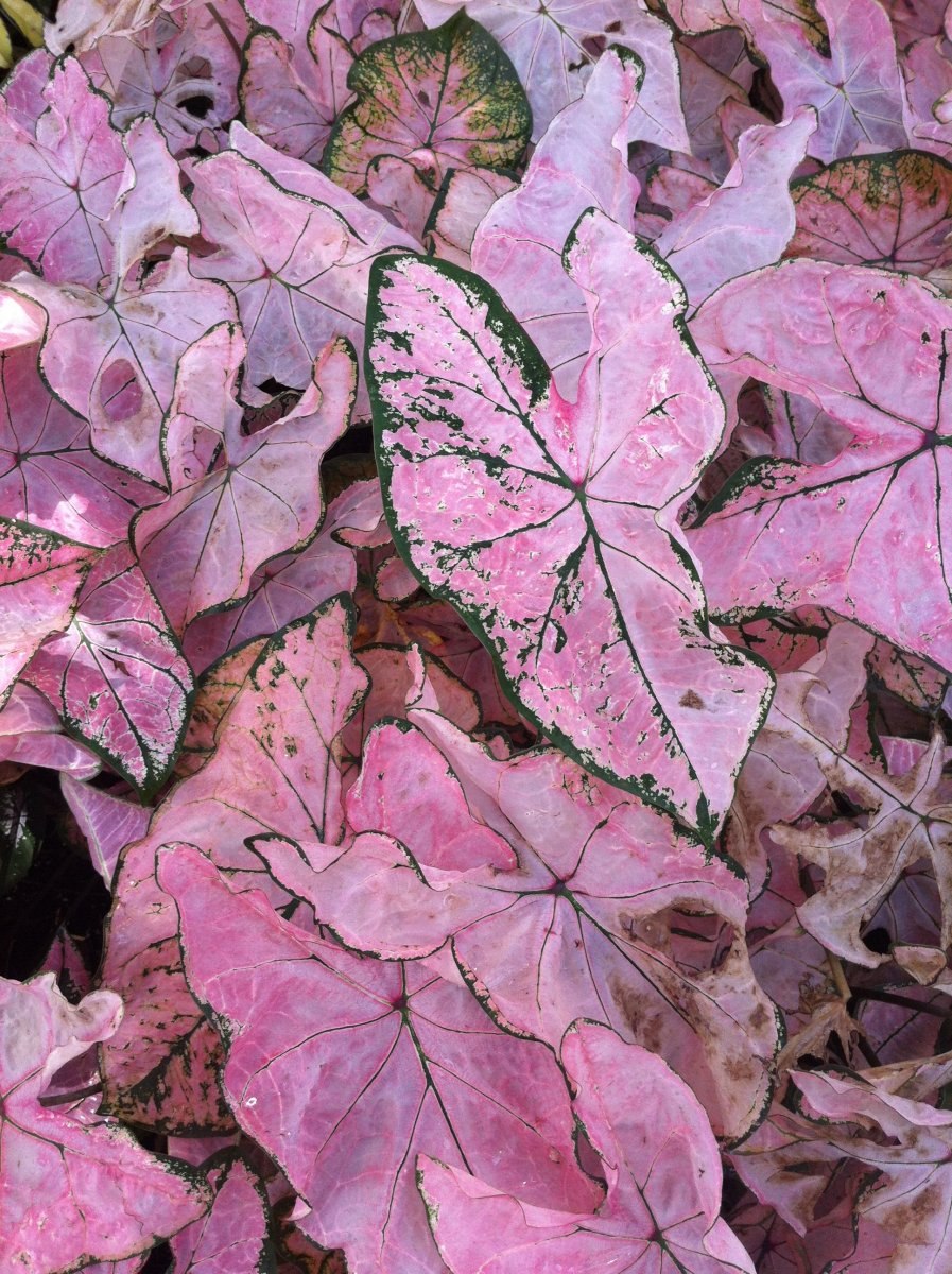 Каладиум розовый