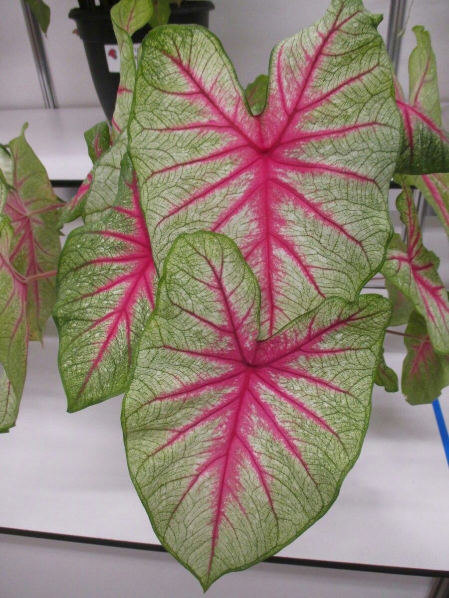 Каладиум Белла