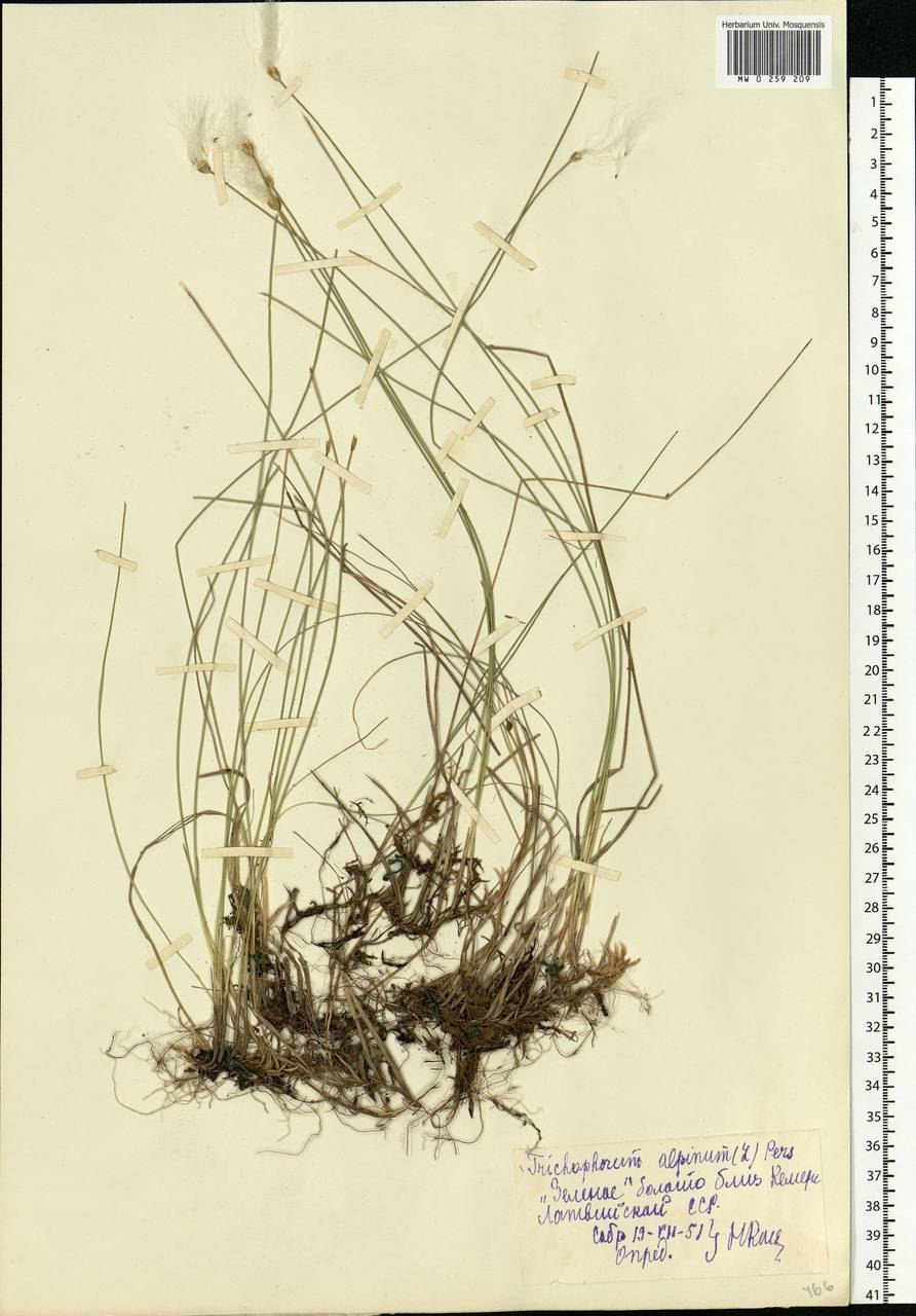 Осока шероховатолистная