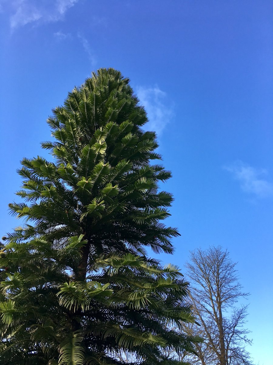 Воллемия ширина ствола