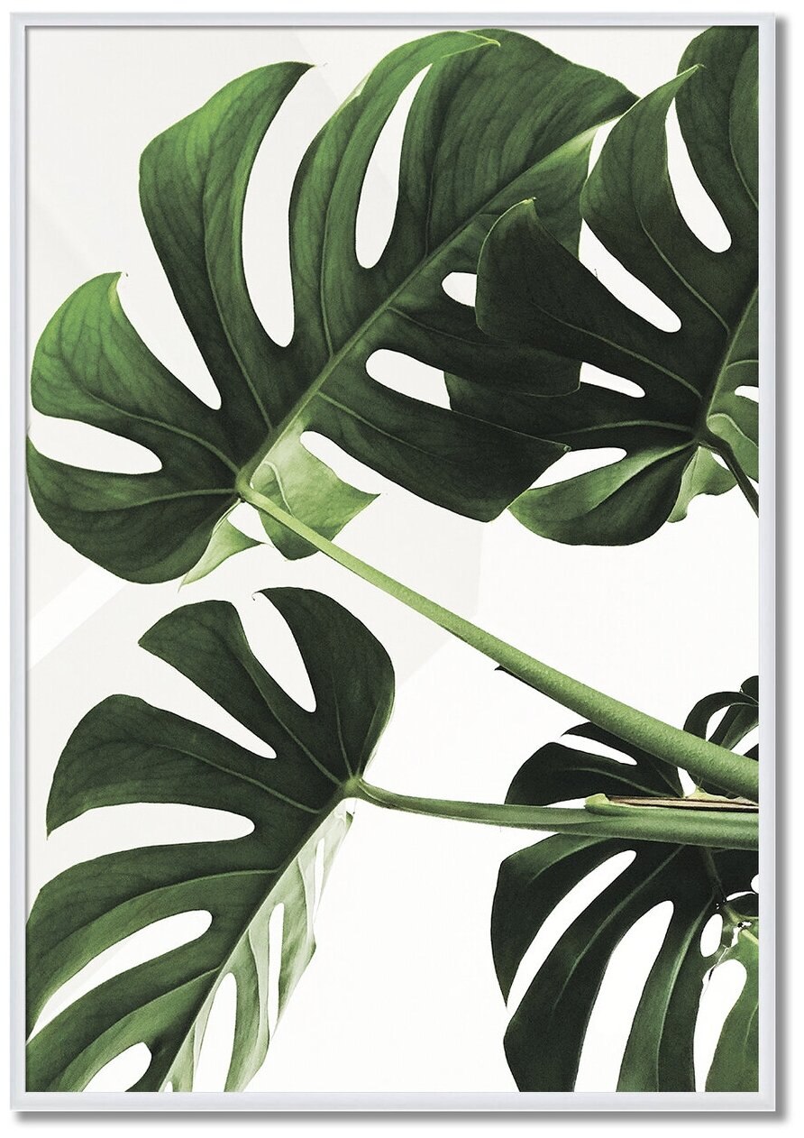 Монстера Делициоза (Monstera deliciosa)