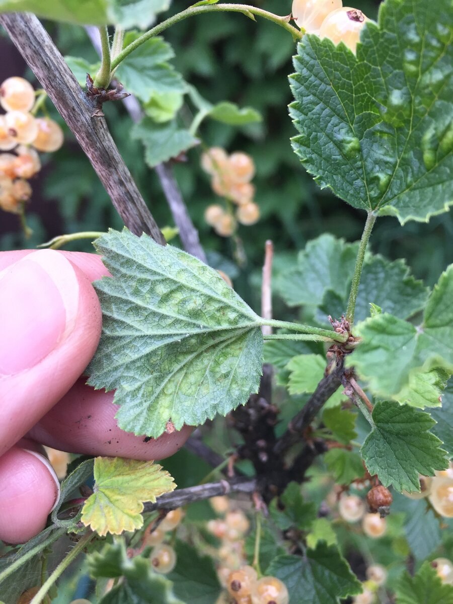 Антракноз смородины тля