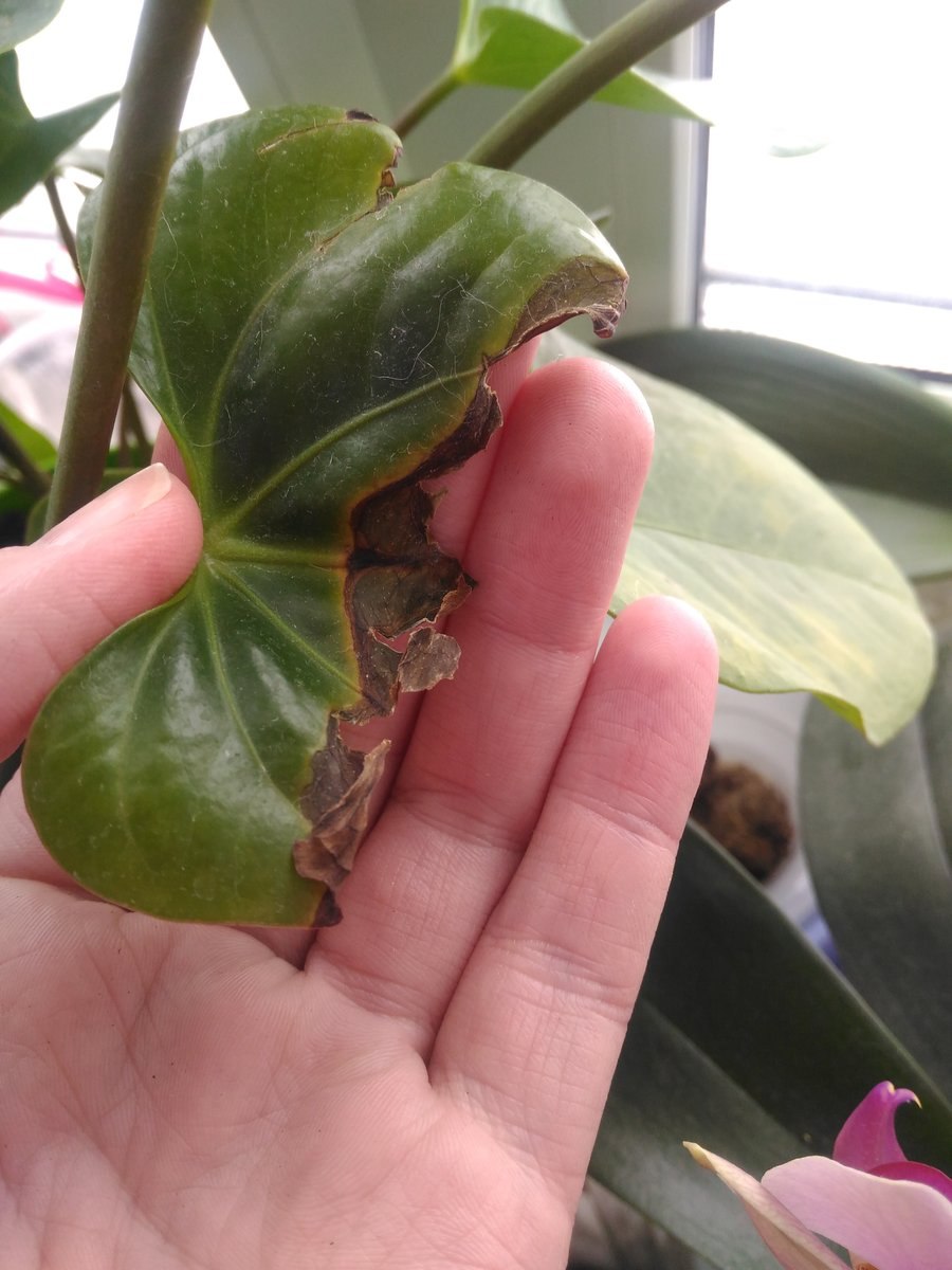 Септориоз Антуриум Андре