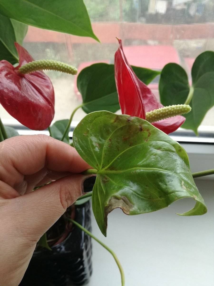 Антуриум Андрианум желтый