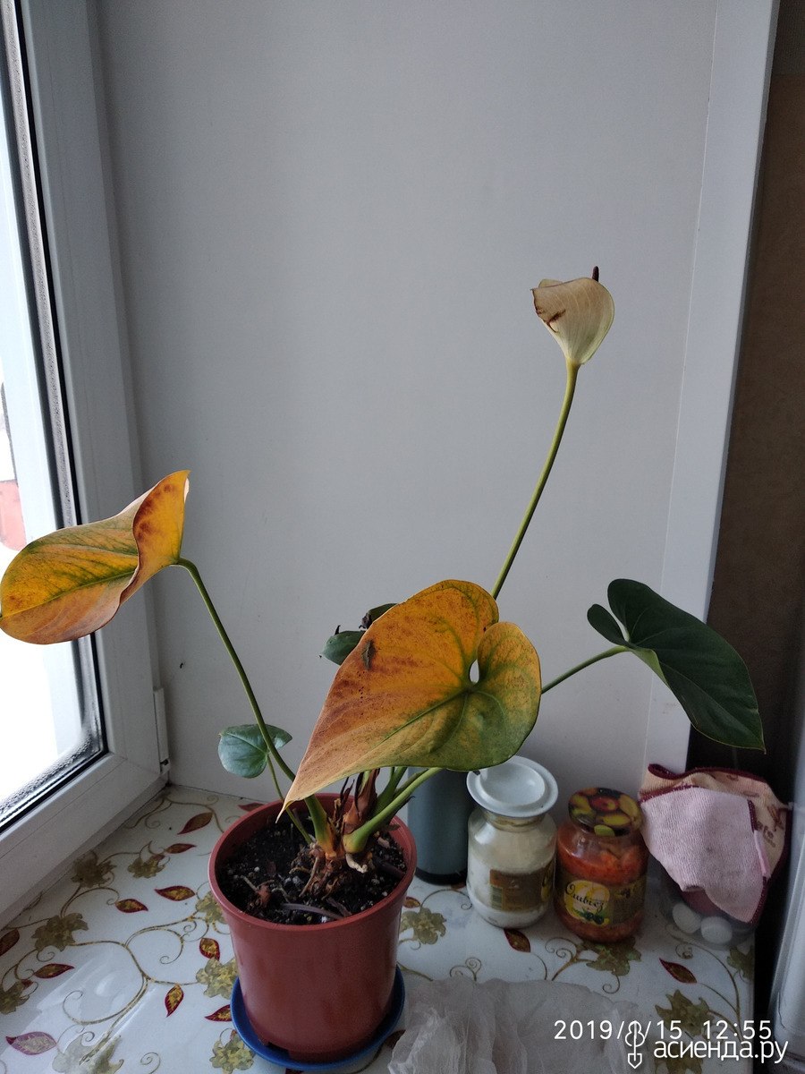 Почернели листы мужского счастья