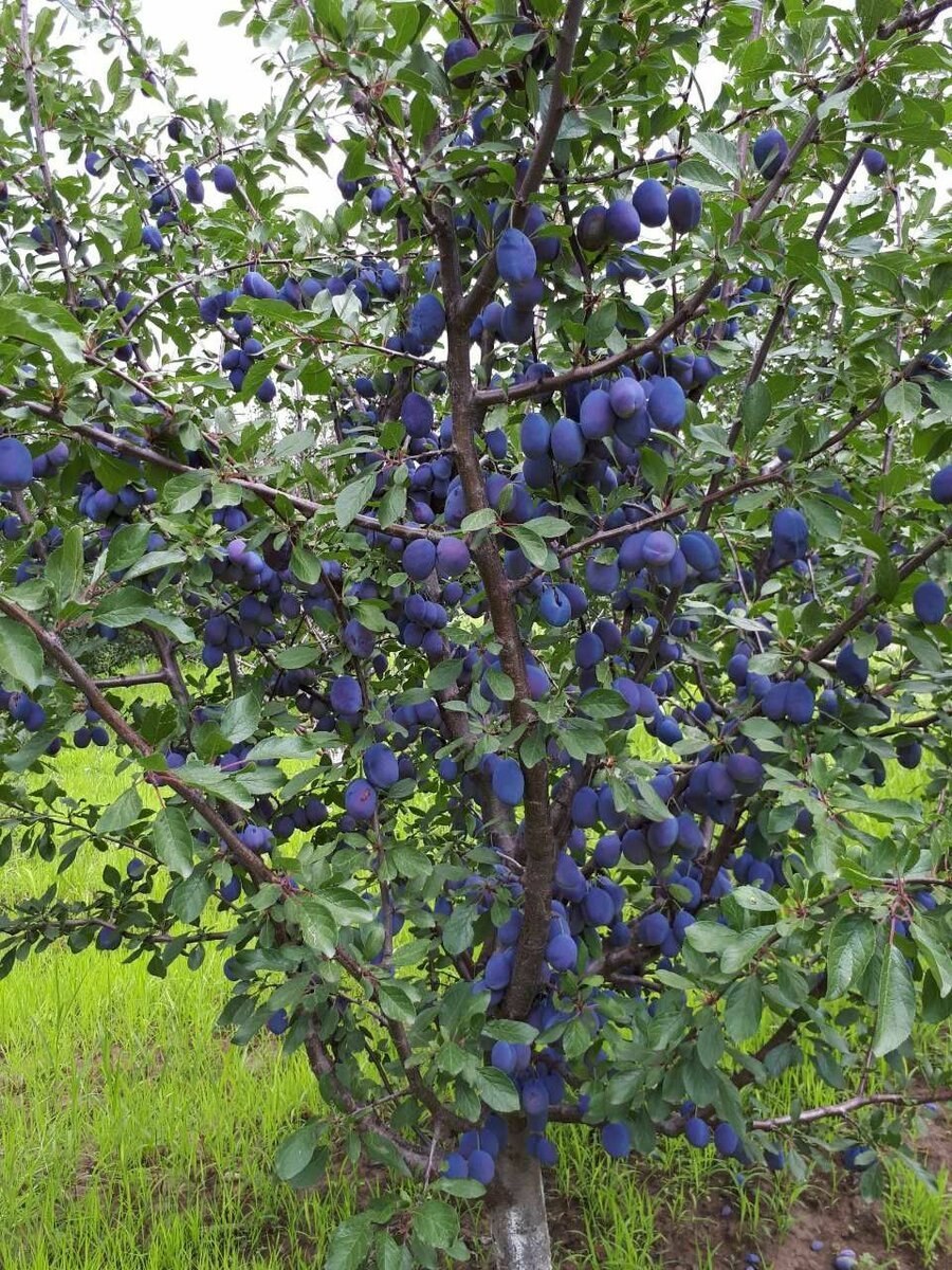 Терн белый декоративный