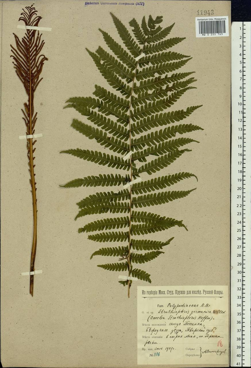 Полиподиопсиды папоротники