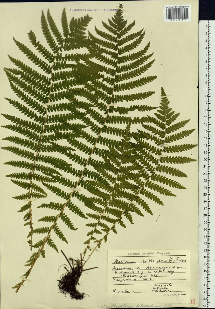 Страусник обыкновенный рисунок