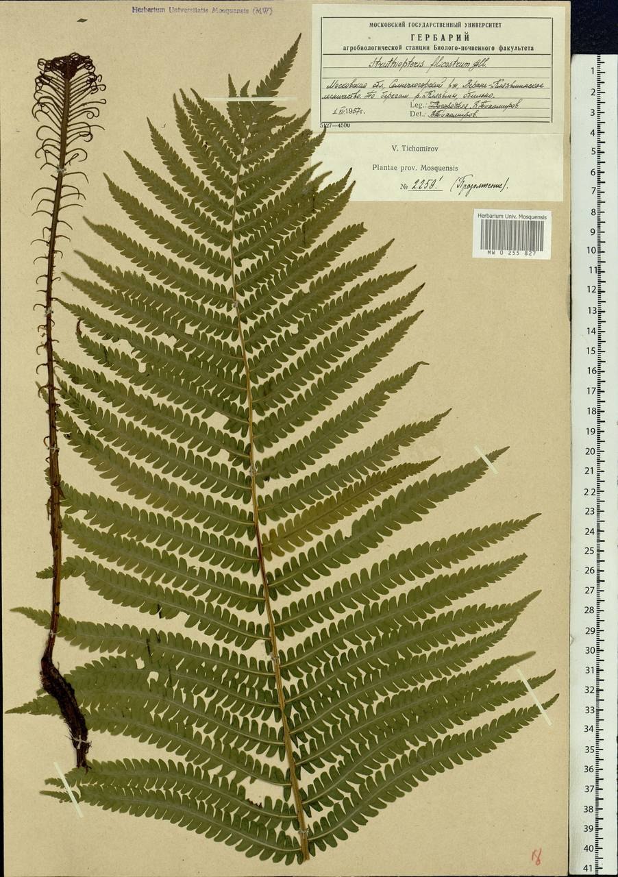 Matteuccia struthiopteris сорусы